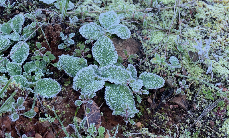 green leaves on a forest floor with frost on them